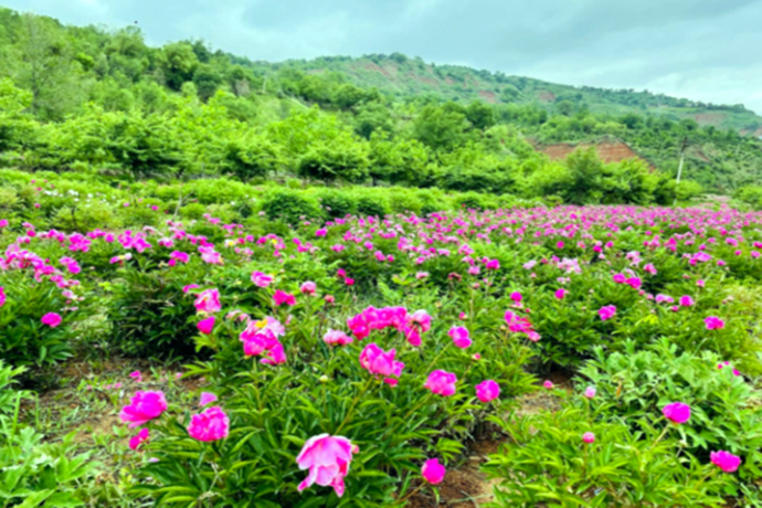 临夏县：凤凰山百亩芍药花开如海迎客来