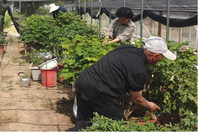 曹州牡丹园运用科学方法降温确保夏季健康生长