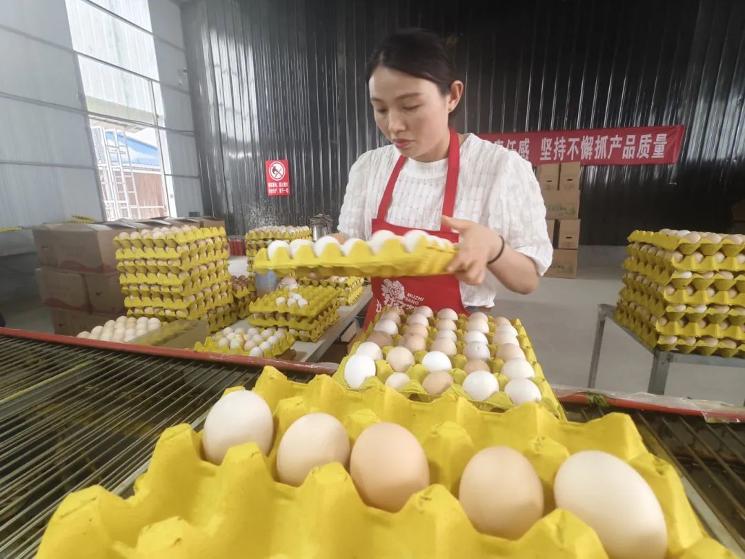 日销30至50万枚，菏泽牡丹鸡蛋深受消费者喜爱