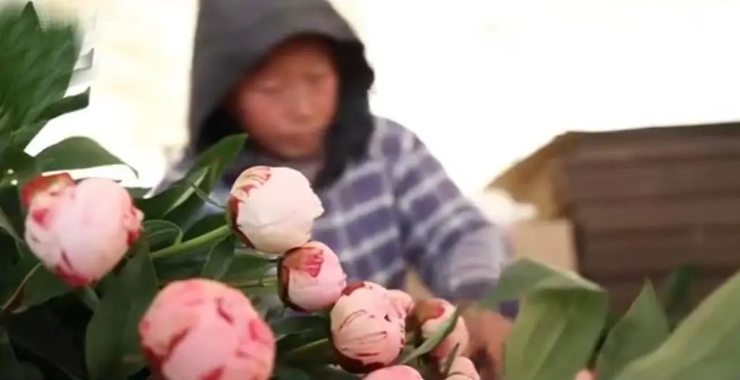 牡丹区：反季节芍药鲜切花上市 内销出口两旺