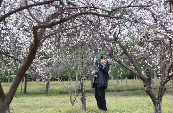菏泽单县幵山公园杏树迎盛花期