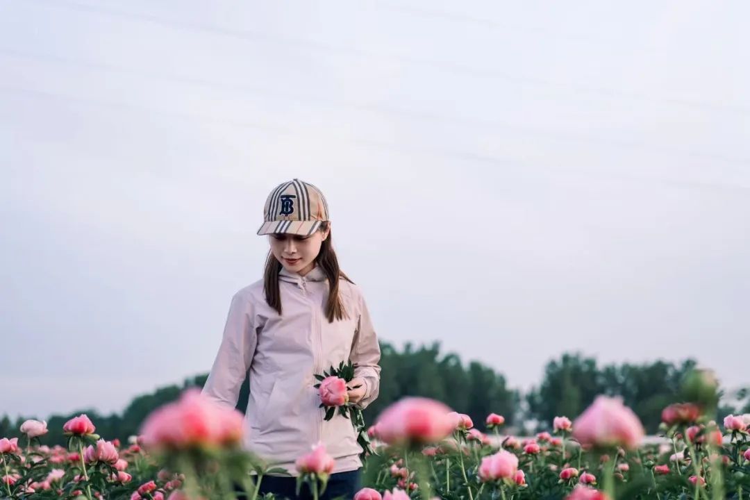 菏泽芍药成全网顶流，多地主播蹲守冷库抢鲜！