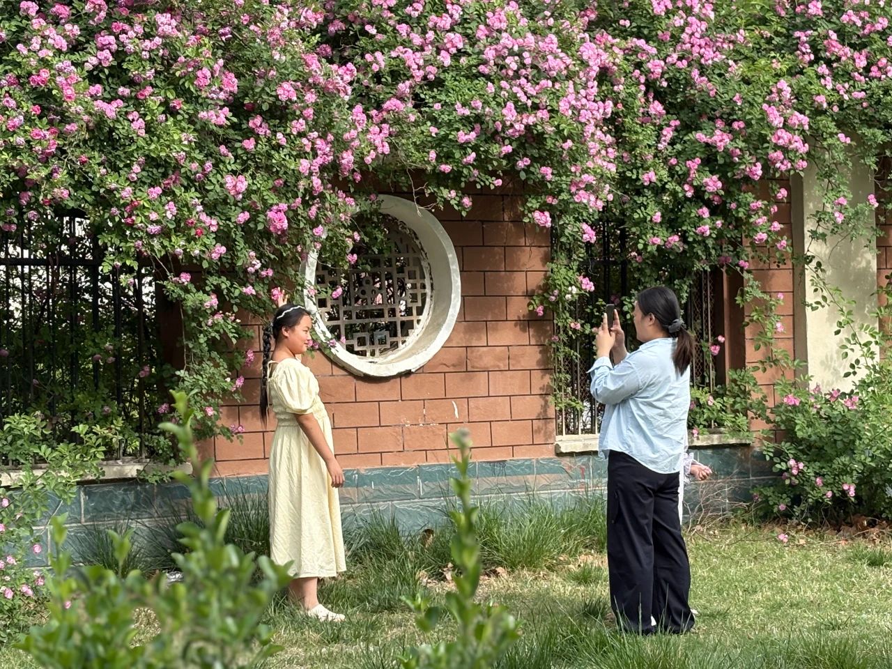 菏泽一处千米蔷薇花墙成市民“打卡地”！