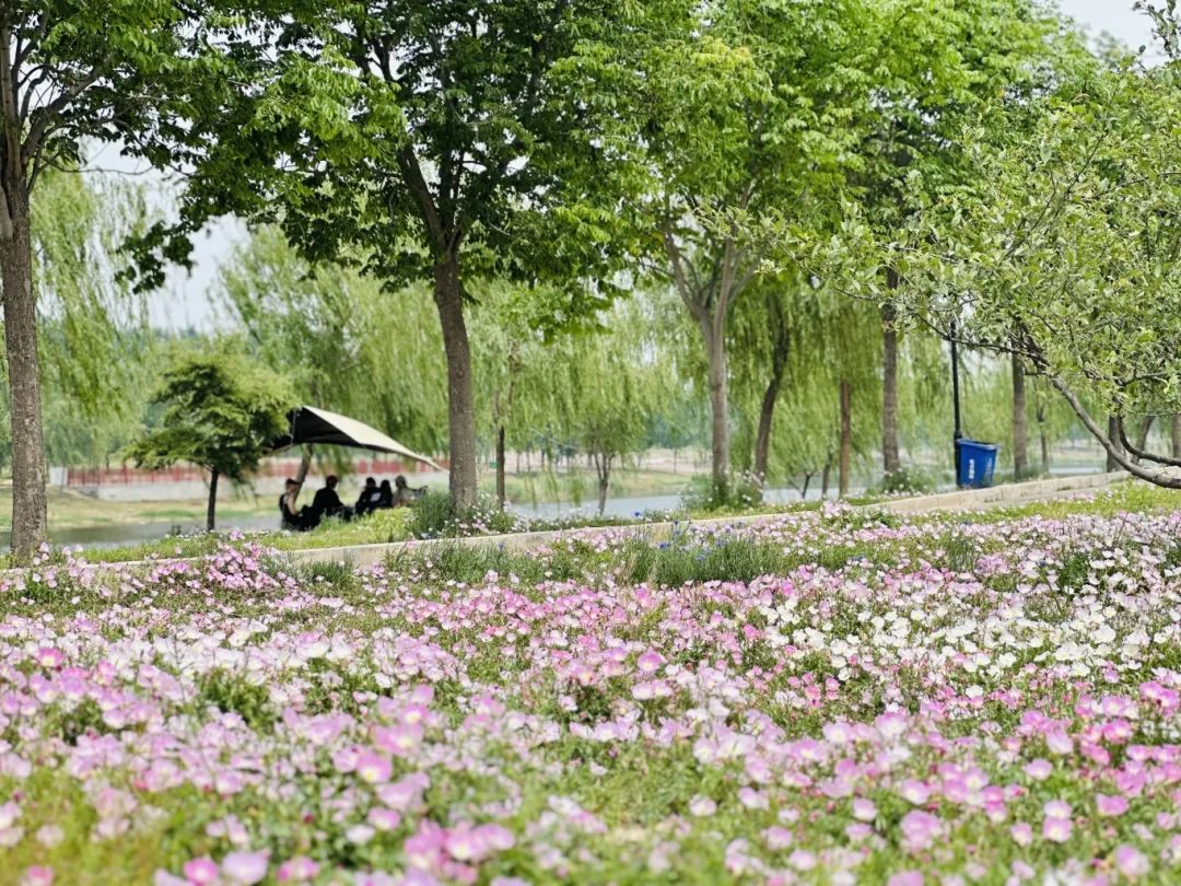 “河畔花簇皆入画！”菏泽七里河湿地公园成网红打卡新地标