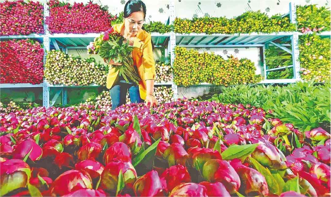 双花竞放，“花样菏泽”更靓丽